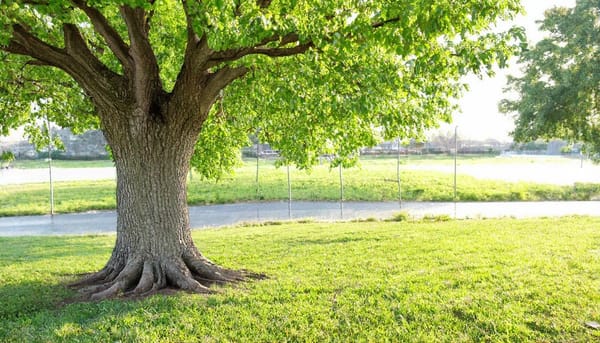 Chain-in-Tree 分支必要性 LLM